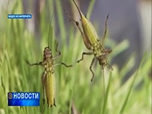 В Башкортостане могут начать производить стейки из кузнечика по израильской технологии