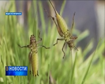 В Башкортостане могут начать производить стейки из кузнечика по израильской технологии