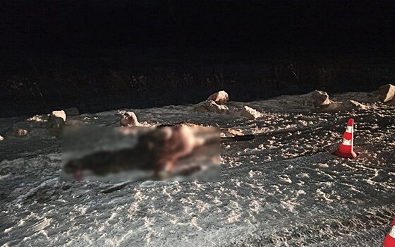 В Кадомском районе насмерть сбили лося