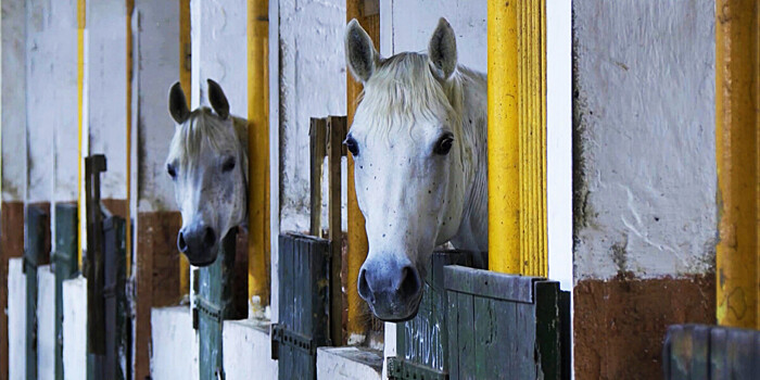 История «русского араба»: как на Терском конном заводе вывели идеальную лошадь?