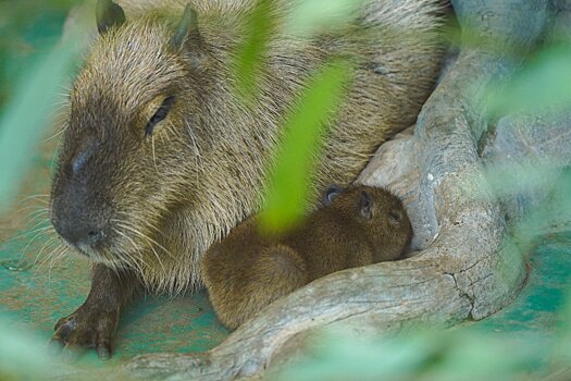 Раскрыты пол и имена трехмесячных капибар из Московского зоопарка