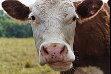 В Красноселье наглые коровы терроризируют целую деревню