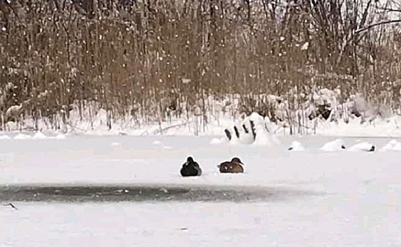 Утки с лишним весом не хотят улетать из Академгородка