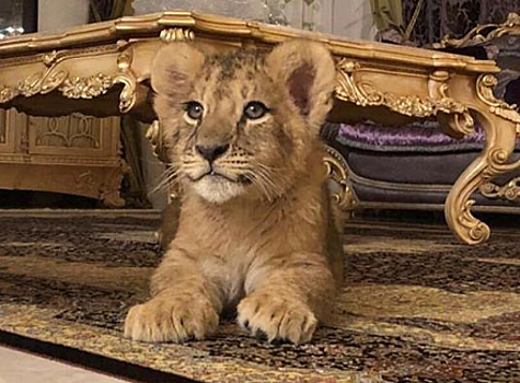 Жена пермского депутата завела живого львенка и сдает его в аренду