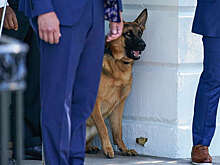 Fox News: овчарку Байдена выселили из Белого дома из-за агрессивного поведения