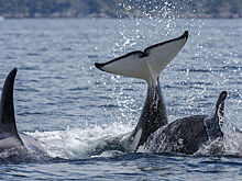 На Камчатке началась трудоемкая операция по спасению косаток