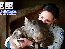 В Австралии умер самый старый вомбат