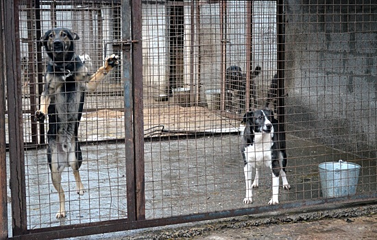 Лекция о воспитании собак пройдет в 1-м Боткинском проезде