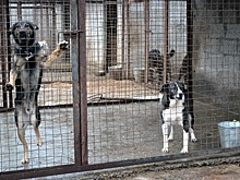 Лекция о воспитании собак пройдет в 1-м Боткинском проезде