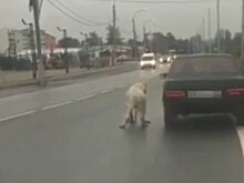 Живодер привязал алабая к машине на Киевском шоссе