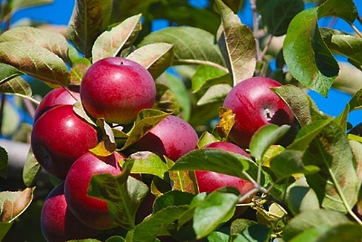 Монастыри пожертвовали 500 черенков яблони Ивантеевскому лесопитомнику