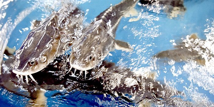 Незаконный улов: под Астраханью изъята крупная партия осетровых