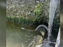 В Анапе в водоем с туристами из трубы выпала змея: видео