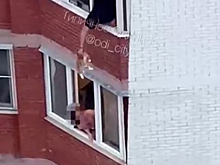 Житель Подмосковья вытащил кота за балкон и ударил его о стену