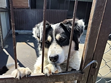 Омские власти рассказали, как решают проблему бездомных собак