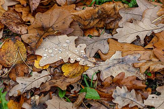 Москвичей призвали не подбрасывать осеннюю листву