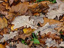 Москвичей призвали не подбрасывать осеннюю листву