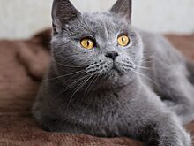 Породы кошек, которые помогают лечить болезни людей