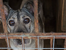 В Челябинске возбудили уголовное дело после расстрела двух собак
