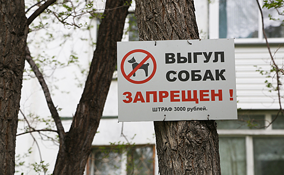 В «собачьих минах» тонет Новосибирск: спасут доносы и штрафы