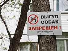 В «собачьих минах» тонет Новосибирск: спасут доносы и штрафы