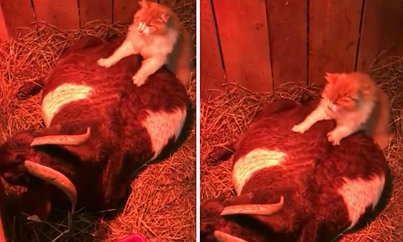 Котик недели: массажист беременной козы