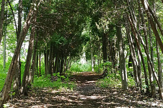 Исторический дендрологический сад восстановят в парке «Швейцария»