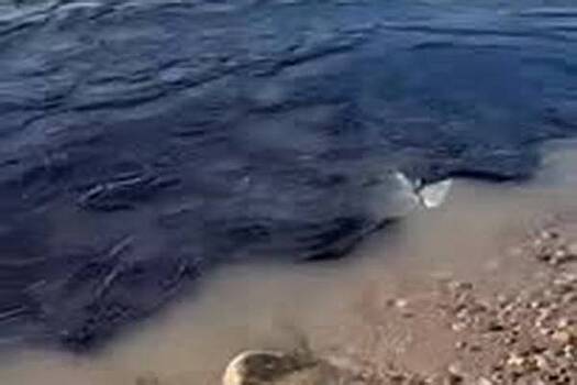 Новый выброс мазута у берегов Кубани попал на видео