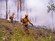 Журналисты PASMI выяснили, кому выгодна бесконтрольная вырубка и поджоги лесов в России