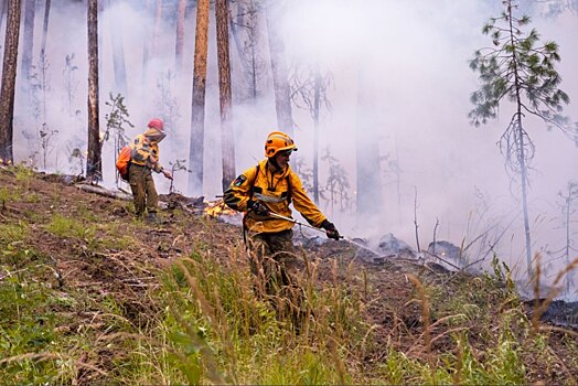 Журналисты PASMI выяснили, кому выгодна бесконтрольная вырубка и поджоги лесов в России