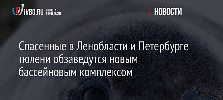 Спасенные в Ленобласти и Петербурге тюлени обзаведутся новым бассейновым комплексом