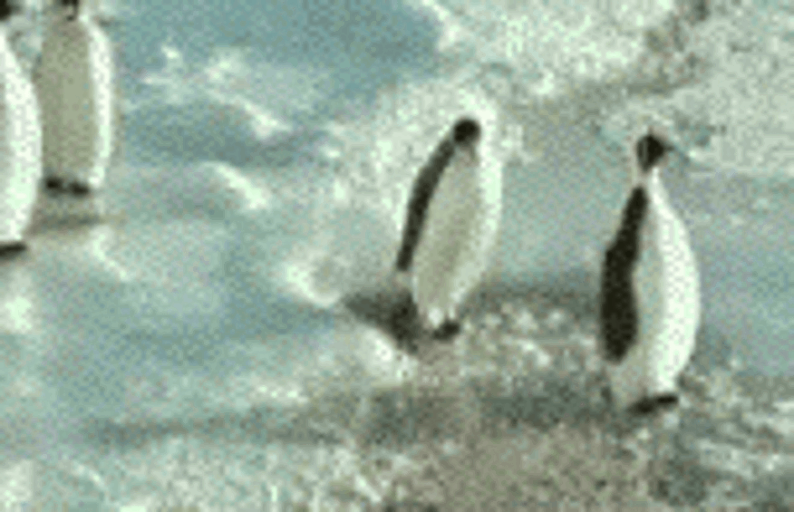 Пингвины тоже умеют строить козни.