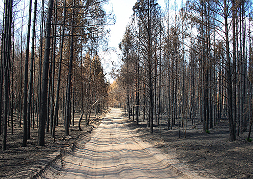 На пожароопасный период «Оборонлес» планирует увеличить эффективность патрулирования в лесах Минобороны