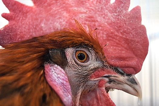 Эксперты рассказали, можно ли держать в квартире сельскохозяйственных животных