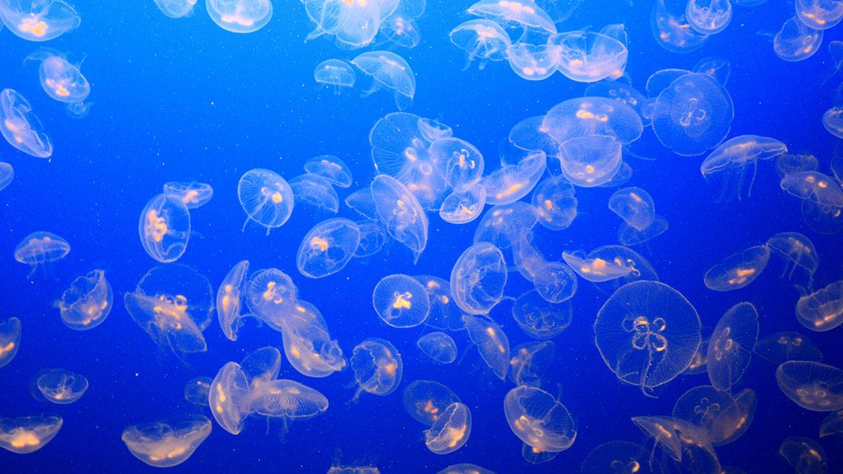 Эксперт Абрамчук назвал причину скопления медуз у берегов Анапы