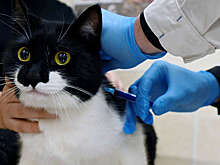 AVMA: 87,5% проглотивших токсичные лилии кошек выживают при амбулаторном лечении