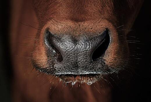 Программу идентификации коровьих носов запустят в США для контроля болезней животных