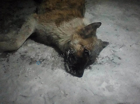 Неизвестные массово отравили собак в кузбасском городе