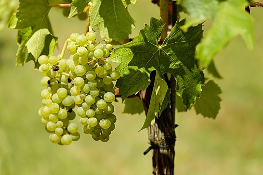 На Кубани собрали более 200 тыс. тонн винограда