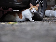 Водителям посоветовали проверять капоты на наличие там бездомных котов