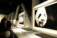 В Китае открылась Всемирная выставка на тему панд