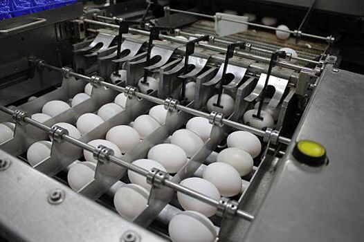 «Птицефабрика Ирбитская» при поддержке регионального института развития планирует вдвое увеличить производство яиц