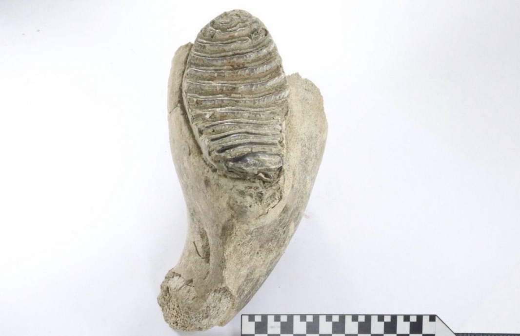 Коренной зуб мамонта обнаружили археологи в Почаинском овраге