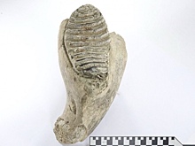 В российском городе нашли коренной зуб мамонта