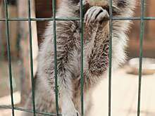 Как зоопарки справились с изоляцией