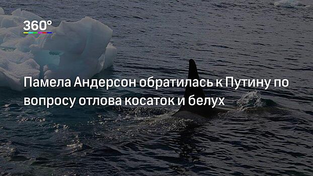 Незаконно выловленных в Приморье косаток и белух вернут на волю через несколько месяцев