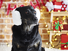 Примите меры: в новогоднюю ночь пропадают тысячи домашних животных