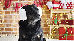 Примите меры: в новогоднюю ночь пропадают тысячи домашних животных