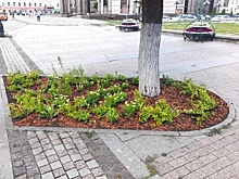 В приствольные круги у драмтеатра в Пензе высадили зимостойкие кустарники