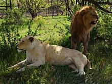 Крымский суд закрыл парк львов «Тайган» для посетителей